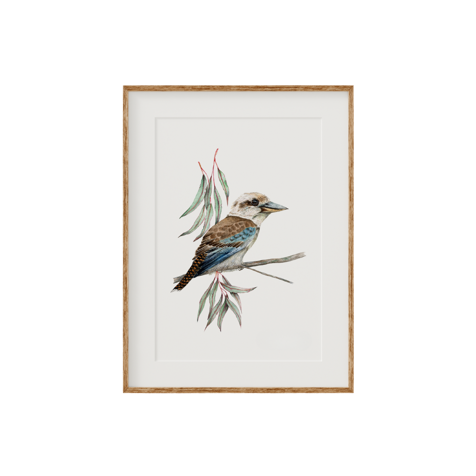 Kookaburra Bird Fine Art Print