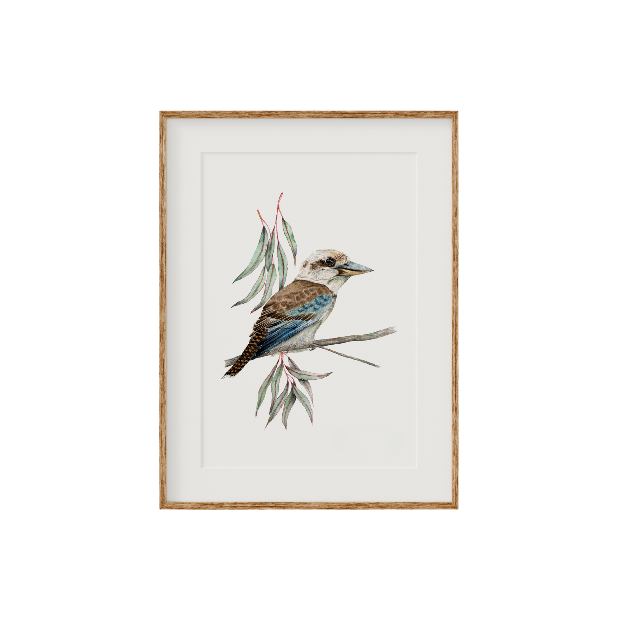 Kookaburra Bird Fine Art Print