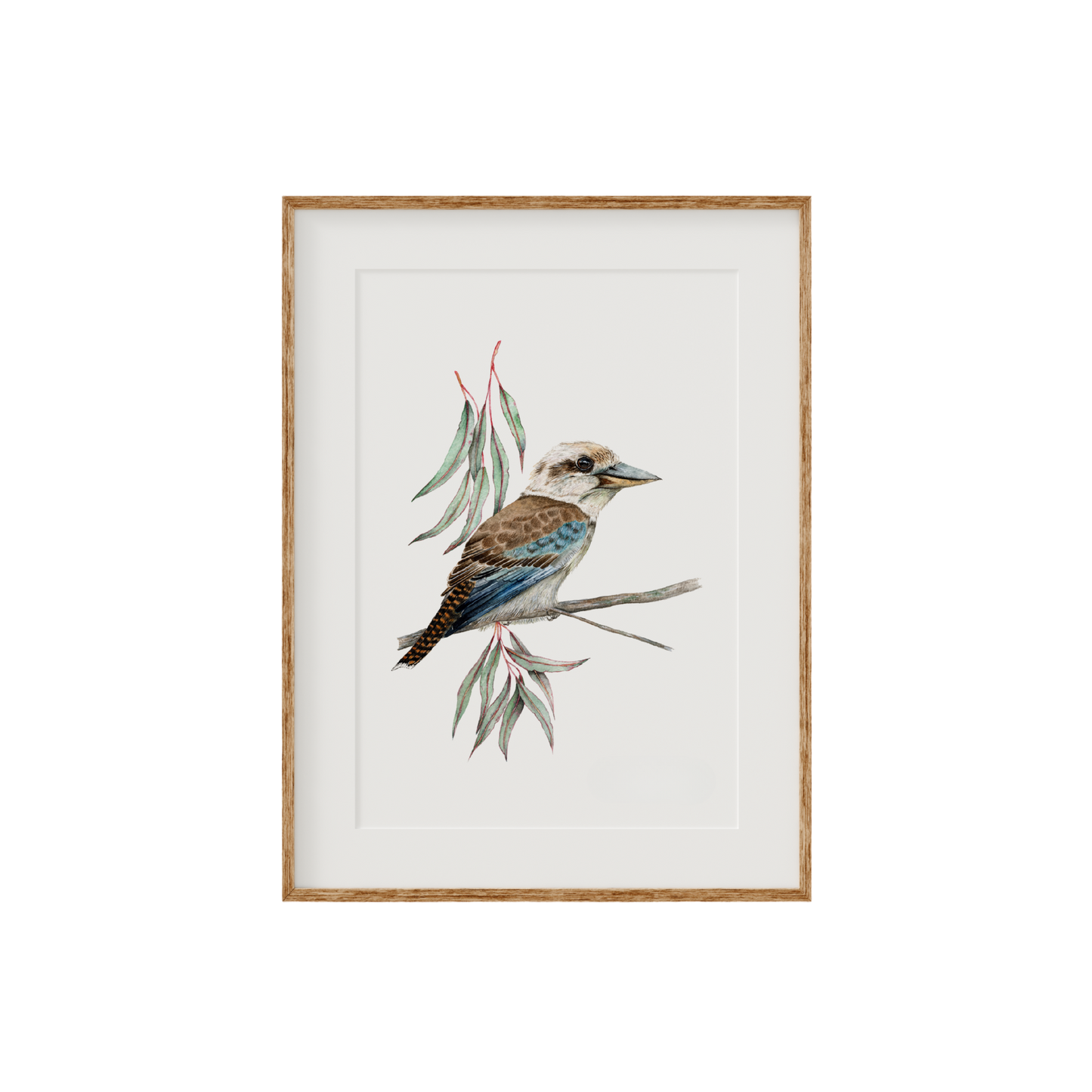 Kookaburra Bird Fine Art Print