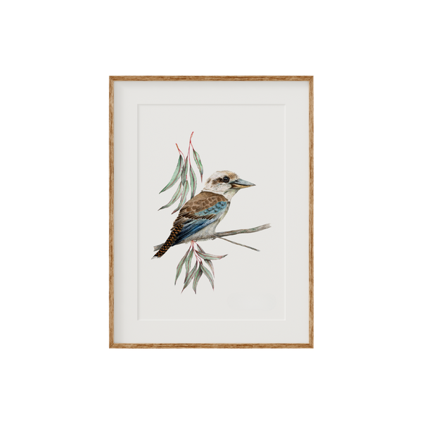 Kookaburra Bird Fine Art Print
