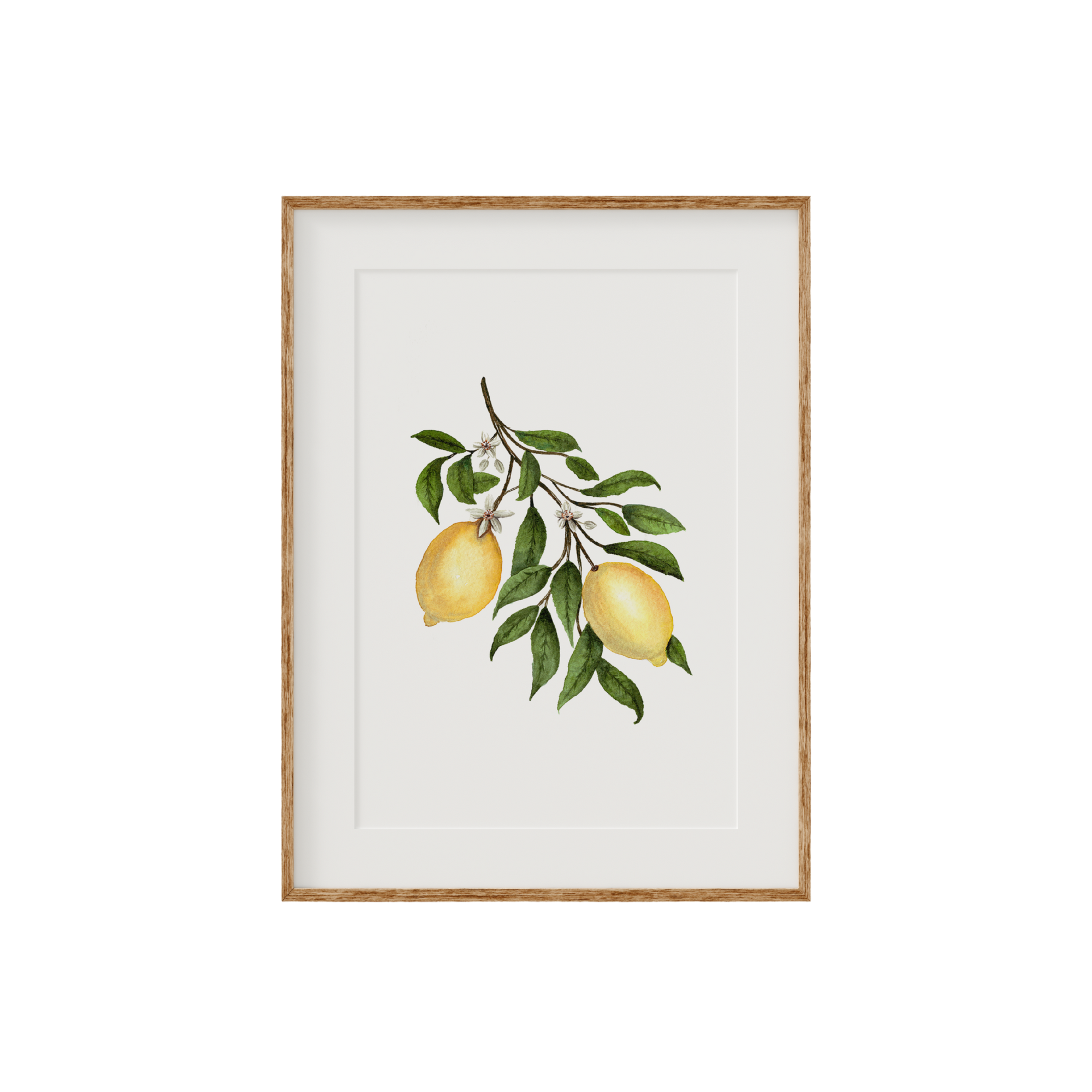 Lemon Blossom Fine Art Print