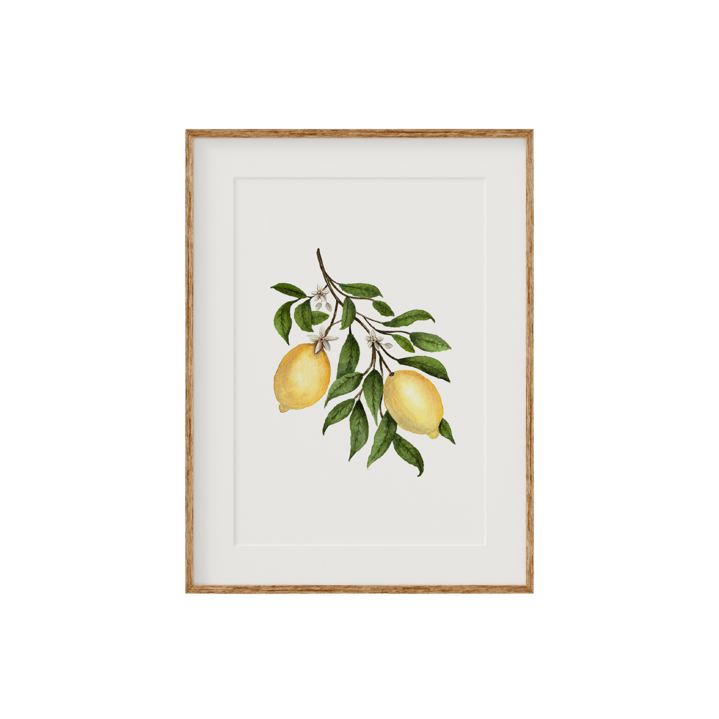 Lemon Blossom Fine Art Print