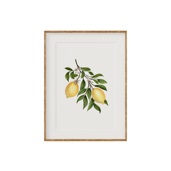 Lemon Blossom Fine Art Print