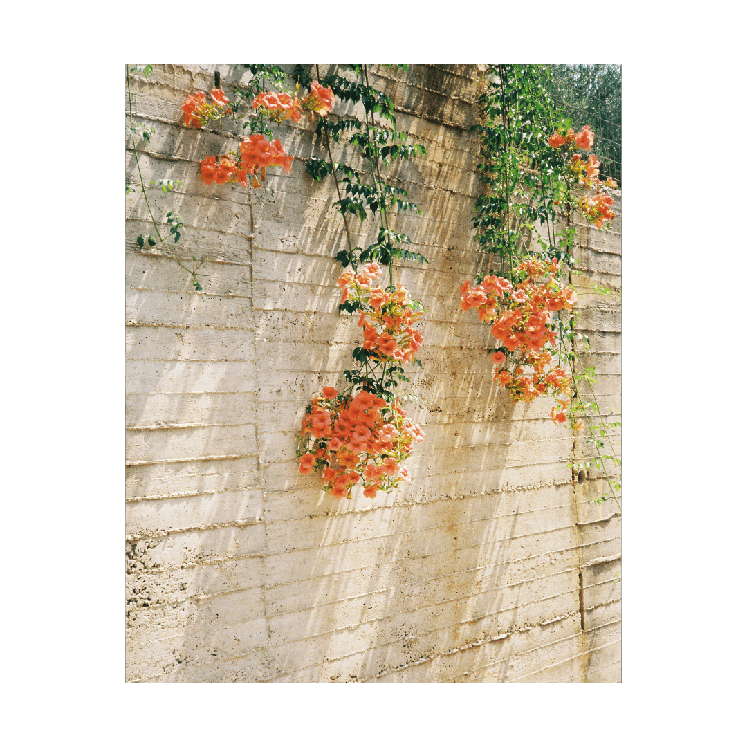 Trumpet Creepers Print