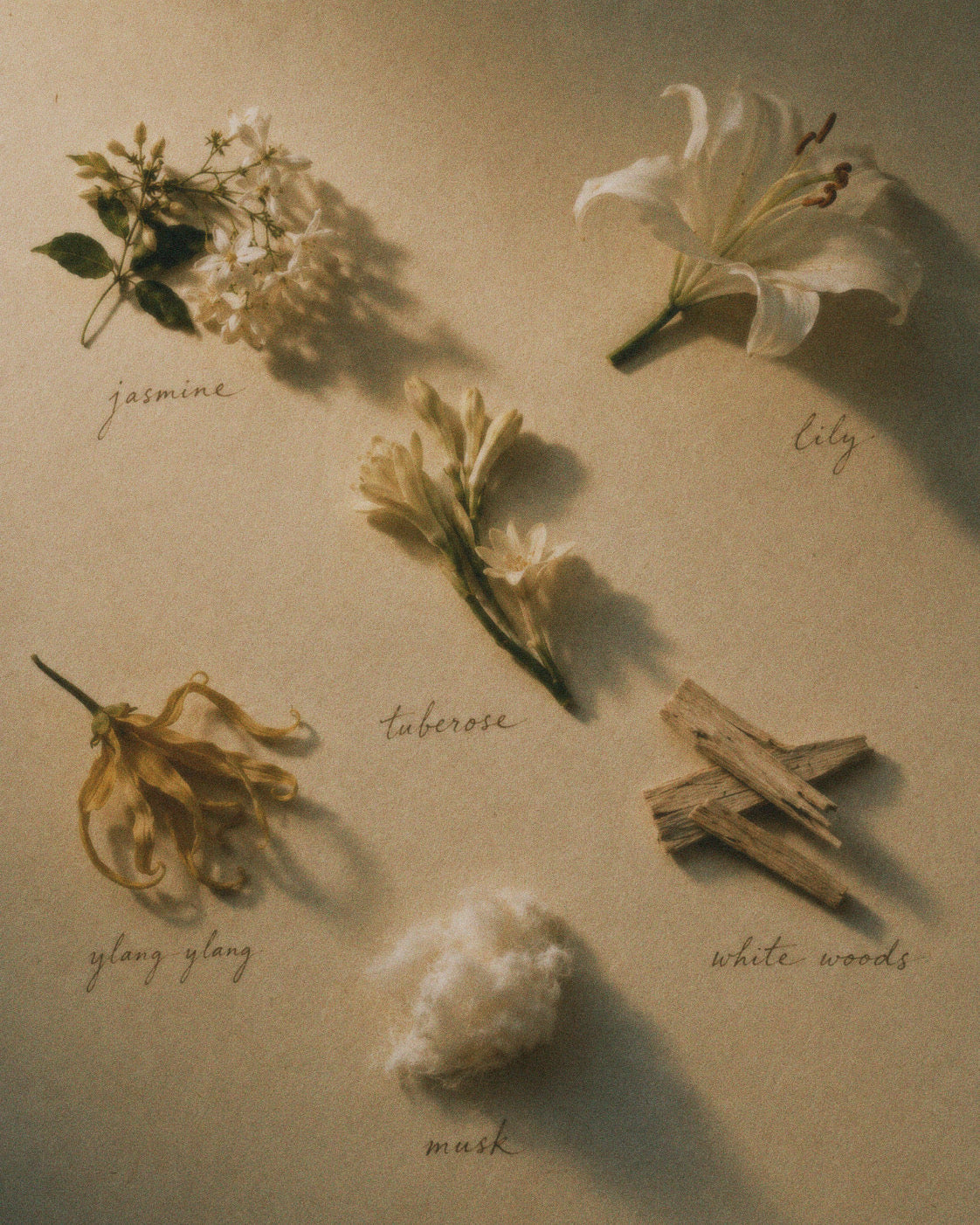 A styled flat-lay of six different dried and fresh botanical ingredients, including jasmine, lily, tuberose, ylang ylang, white woods, and musk, arranged on a textured beige background with handwritten labels.
