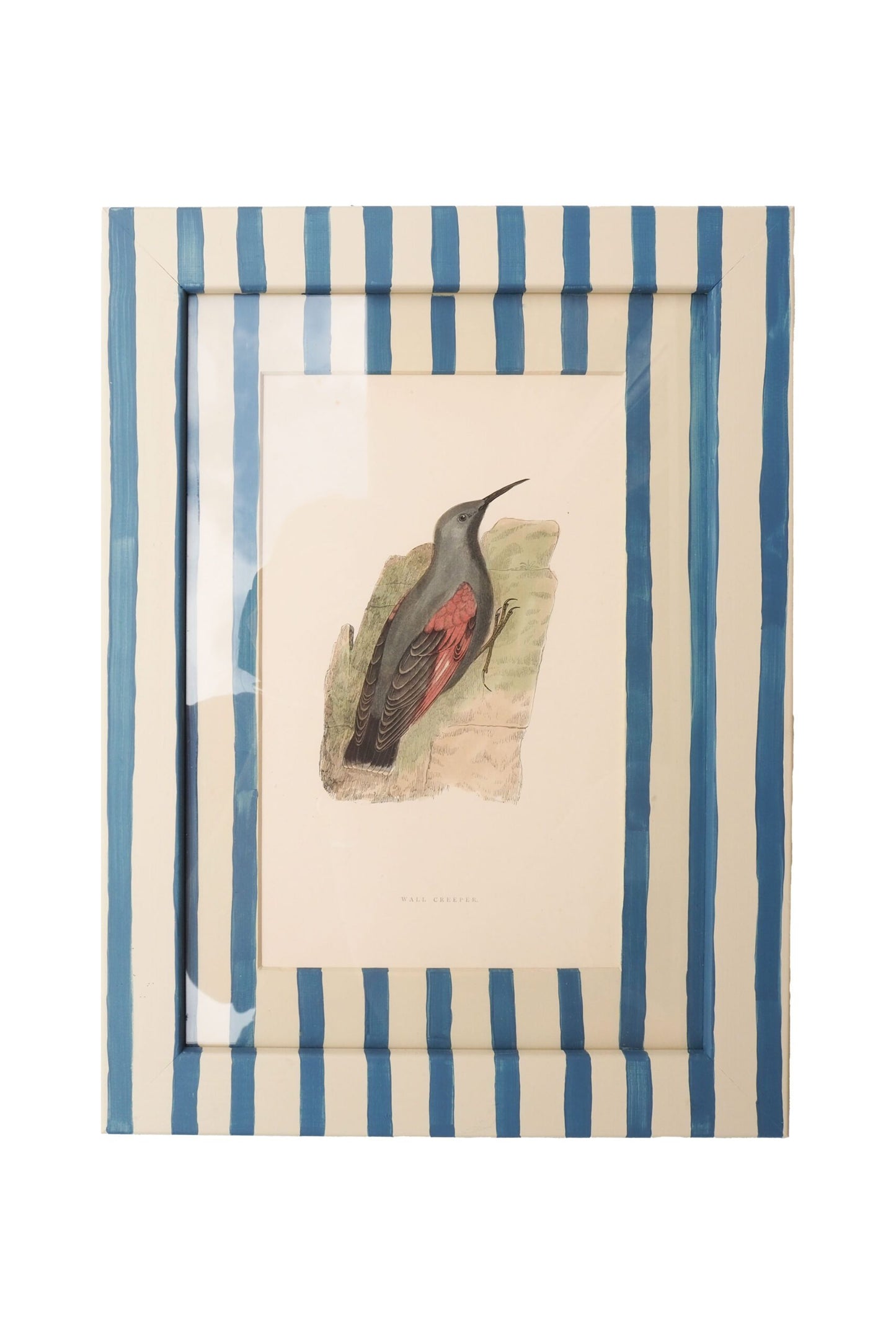 Trio of Antique Natural History Prints