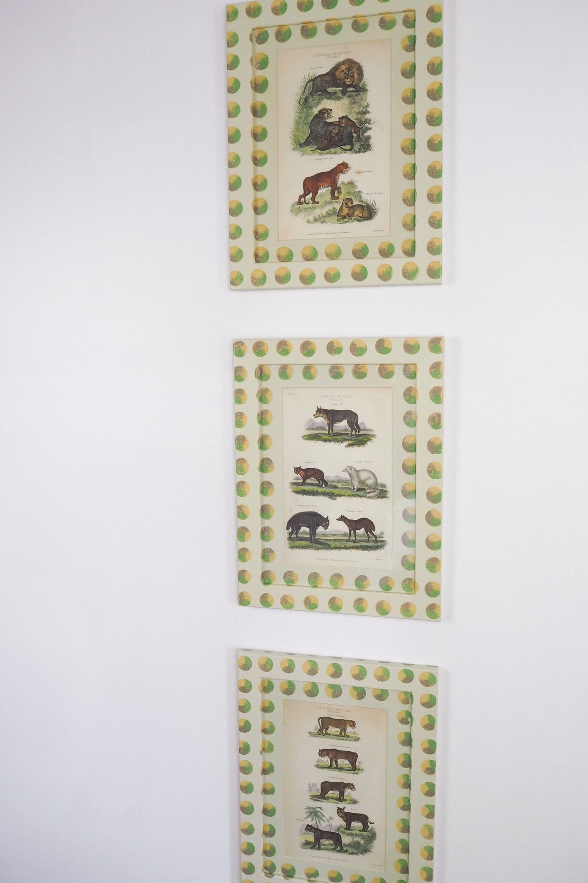 Trio of Antique Natural History Prints