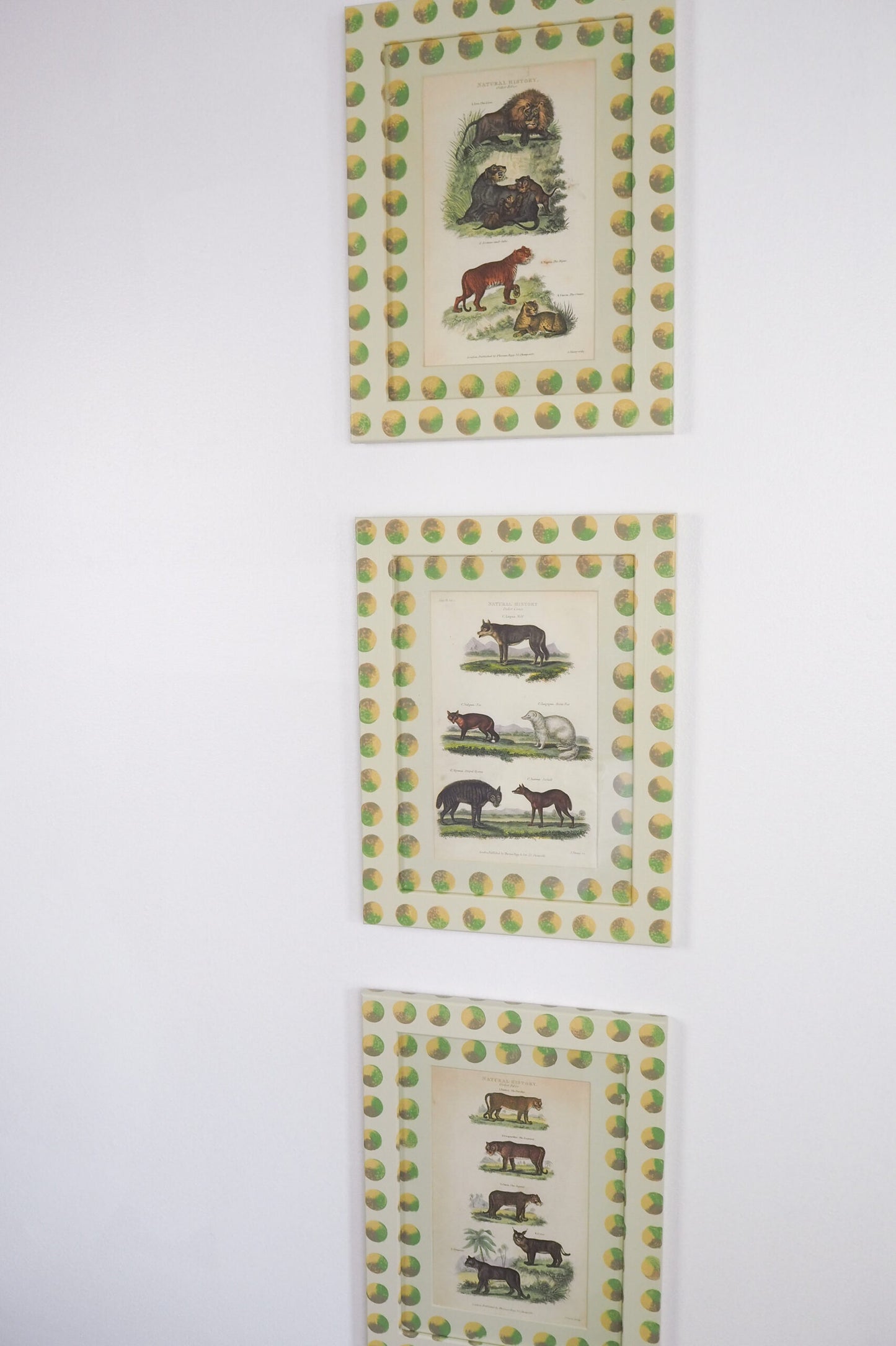 Trio of Antique Natural History Prints