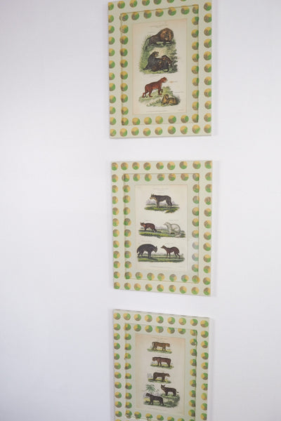 Trio of Antique Natural History Prints