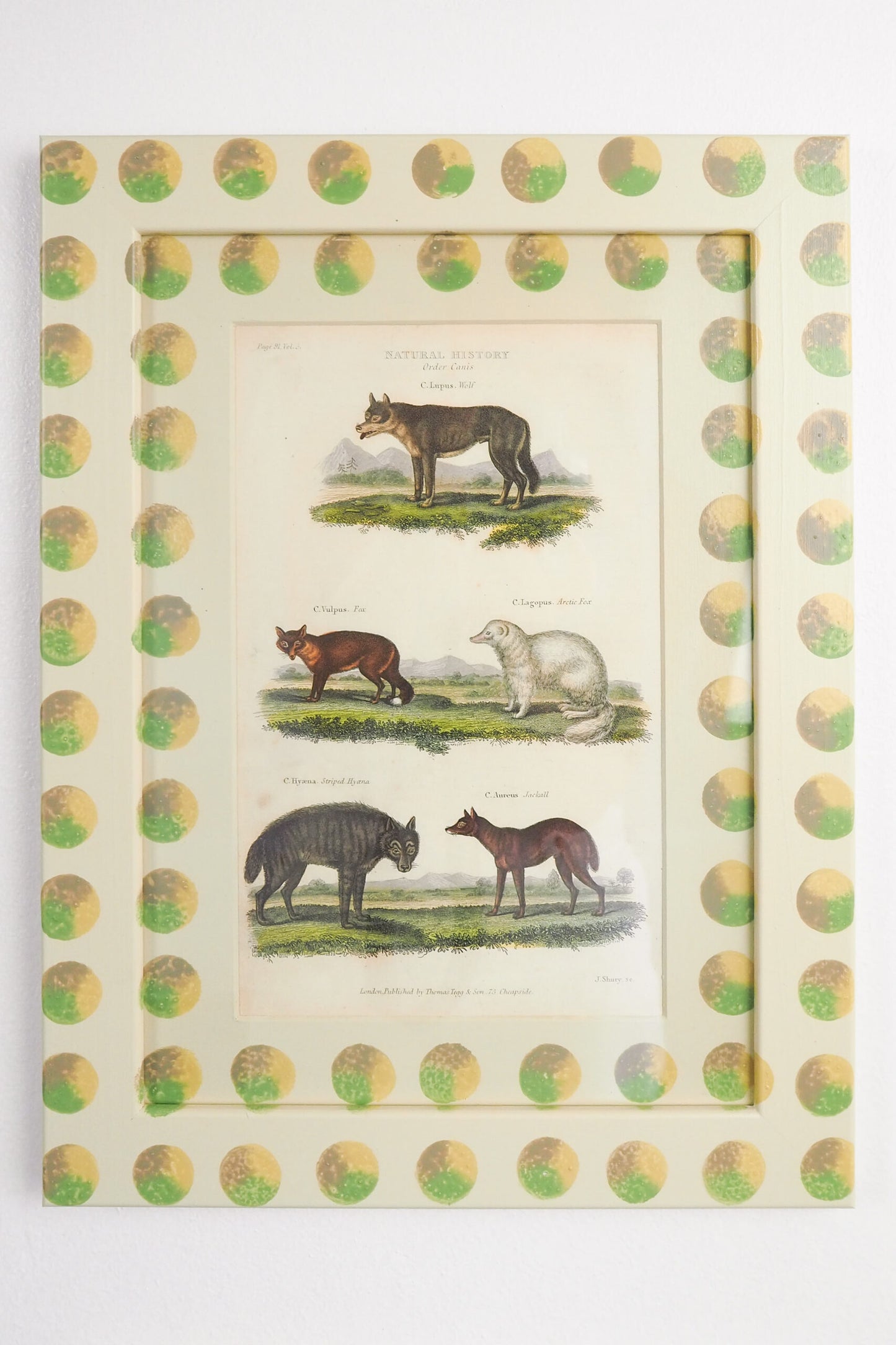 Trio of Antique Natural History Prints