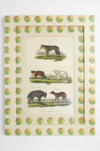 Trio of Antique Natural History Prints