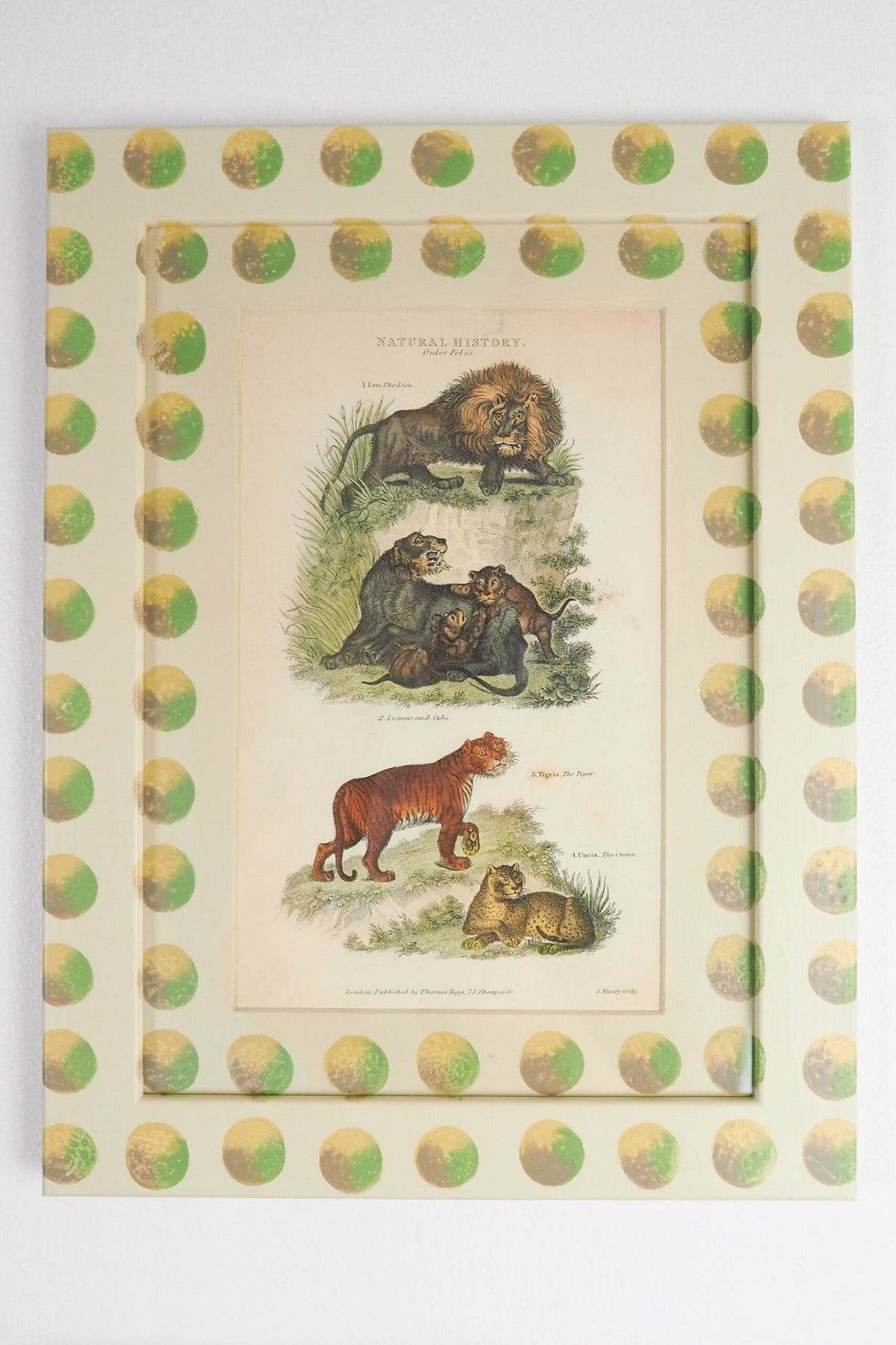 Trio of Antique Natural History Prints
