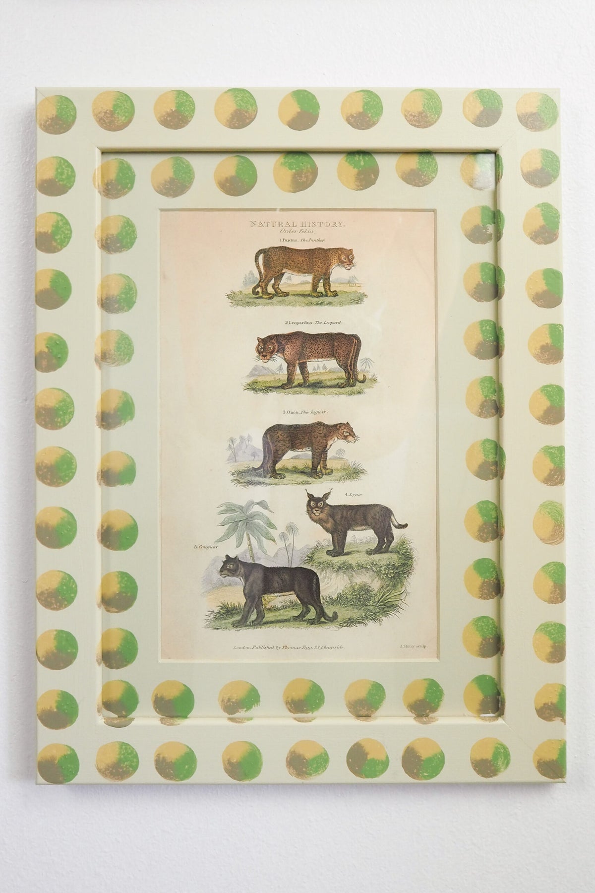 Trio of Antique Natural History Prints
