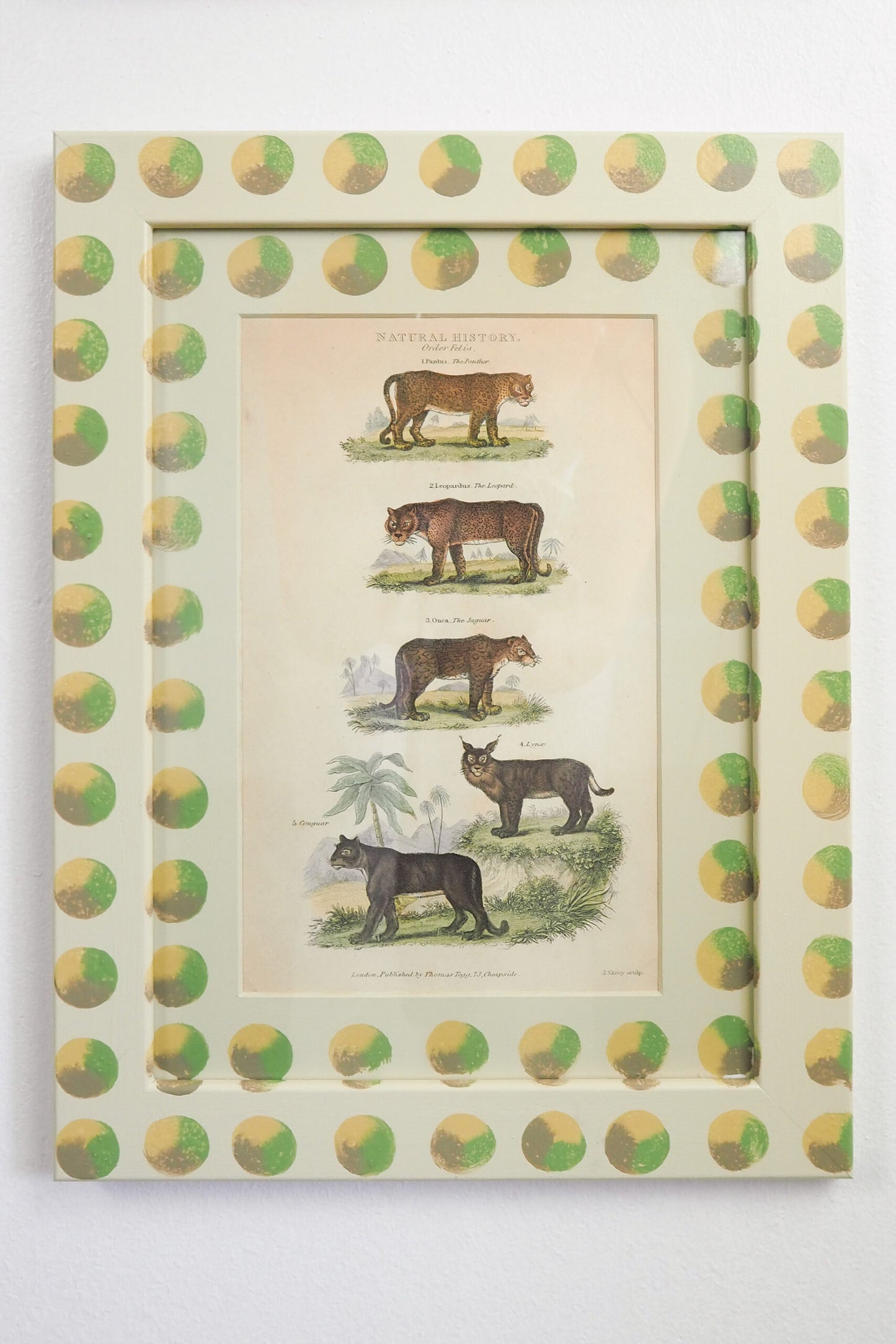 Trio of Antique Natural History Prints