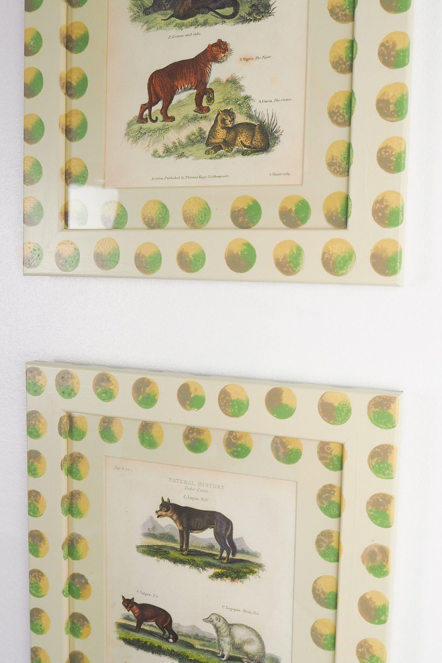 Trio of Antique Natural History Prints