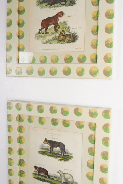 Trio of Antique Natural History Prints