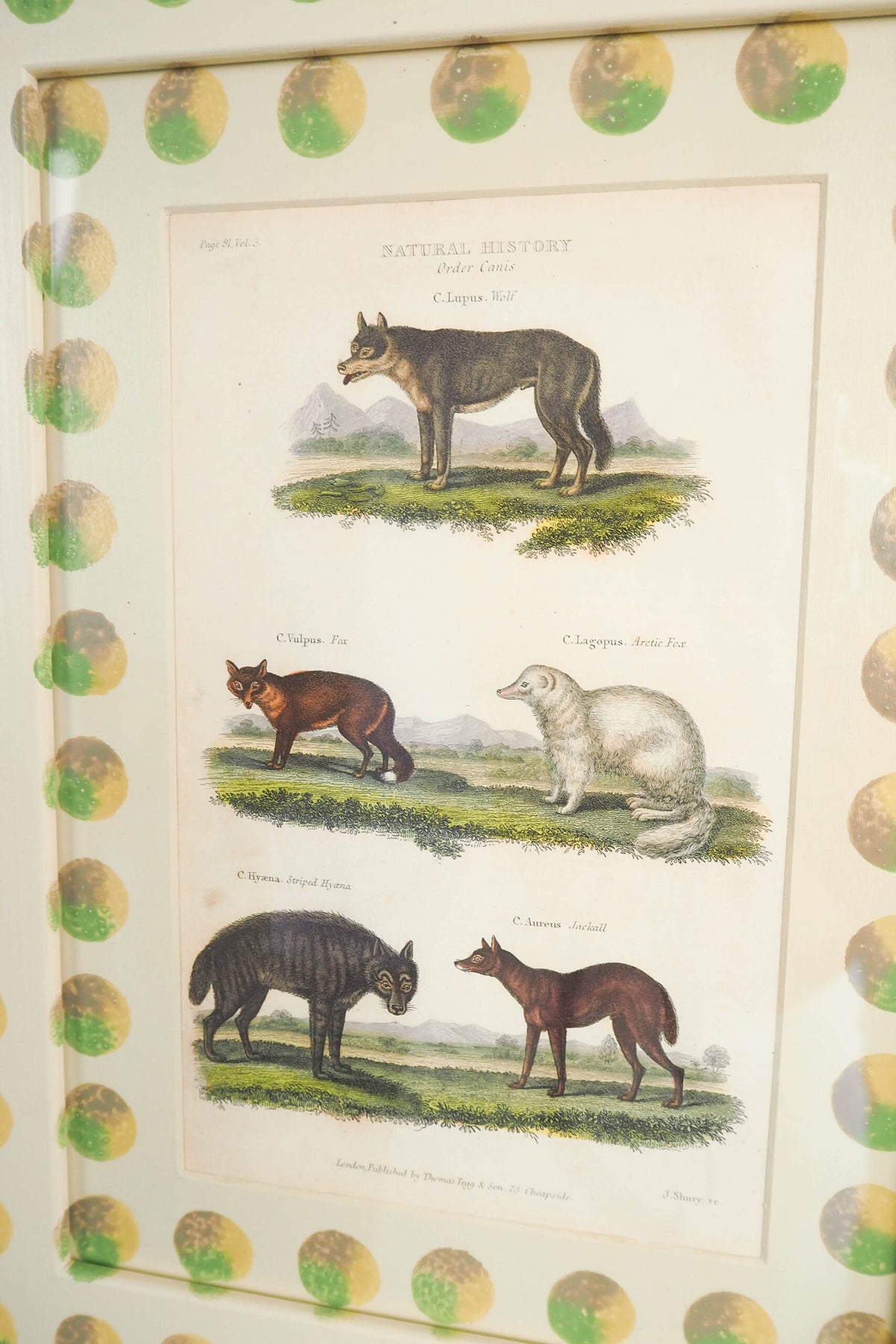 Trio of Antique Natural History Prints