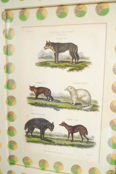 Trio of Antique Natural History Prints