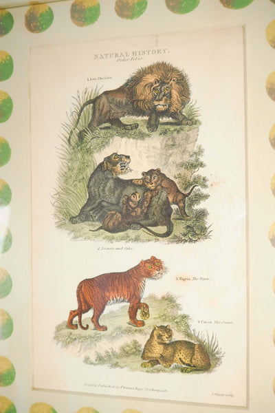 Trio of Antique Natural History Prints