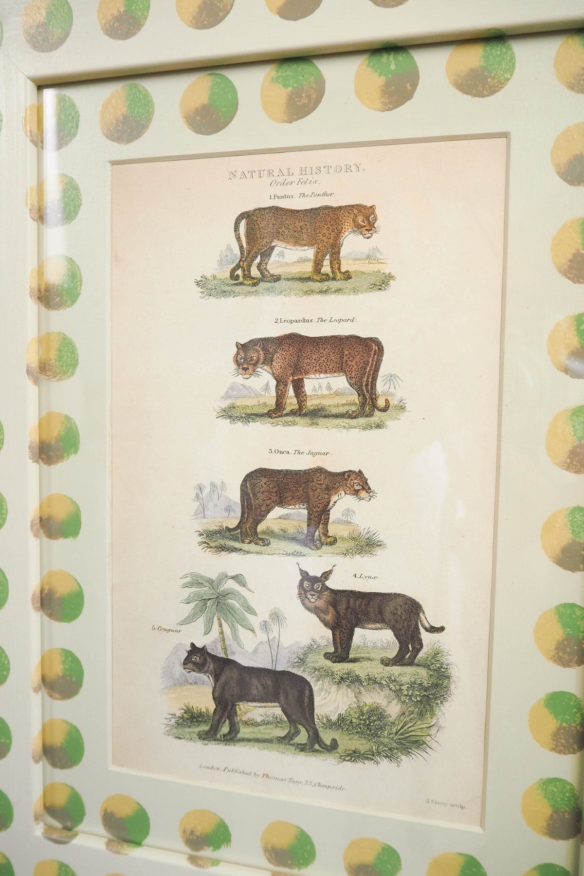 Trio of Antique Natural History Prints