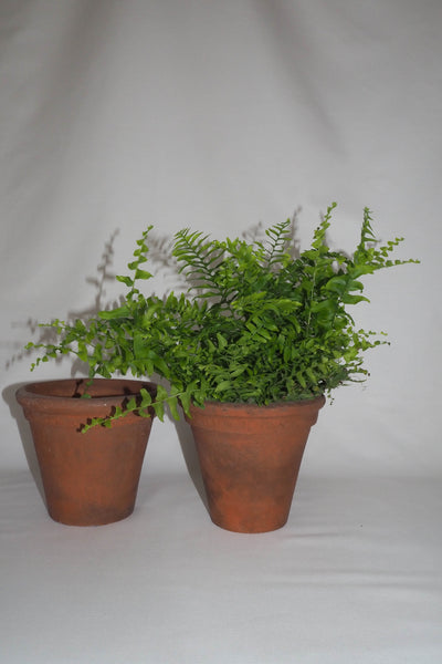 This lovely Pair of Vintage Sankey Pots are beautifully made from terracotta. This pair are circa 1960s, towards the end of manufacturing at Sankey.