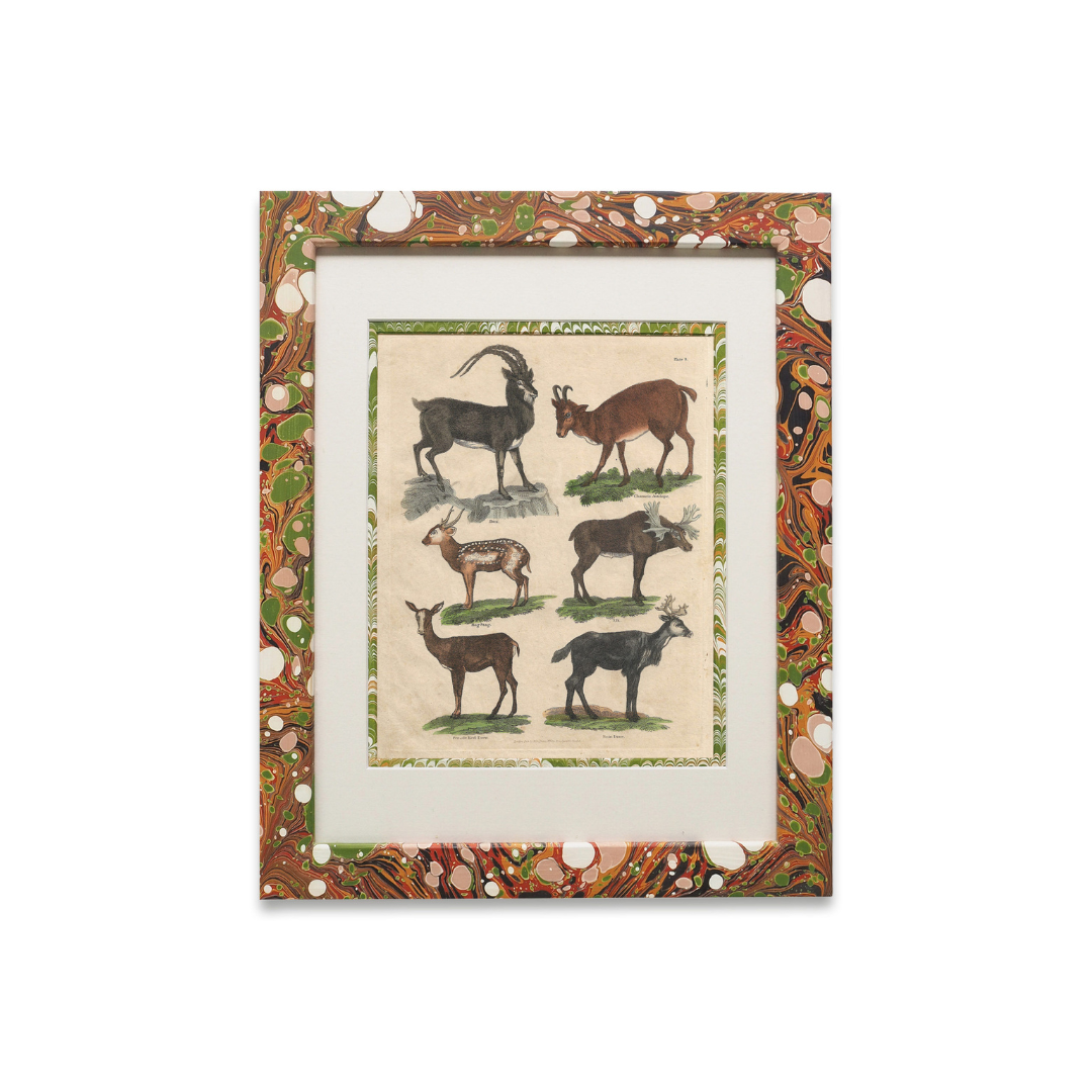 Buffon No.8 Igneus Framed Print