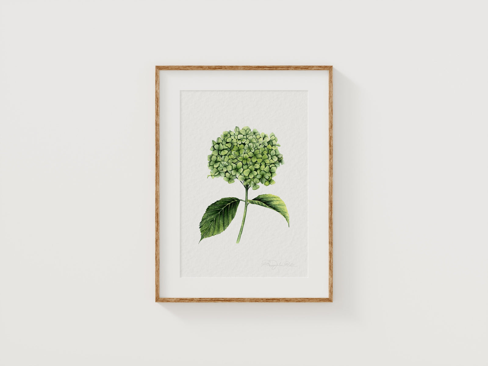 Hydrangea Fine Art Print