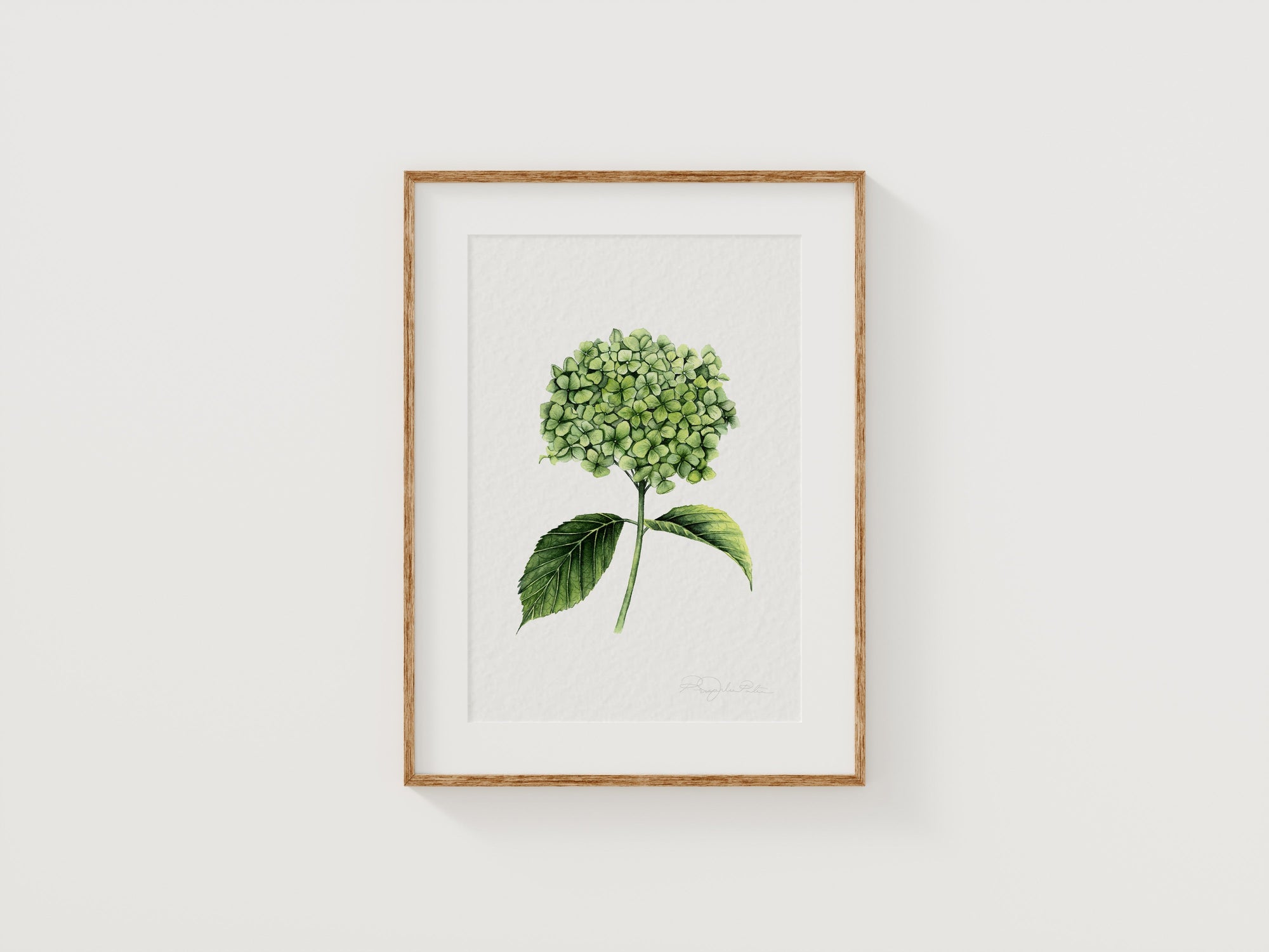 Hydrangea Fine Art Print