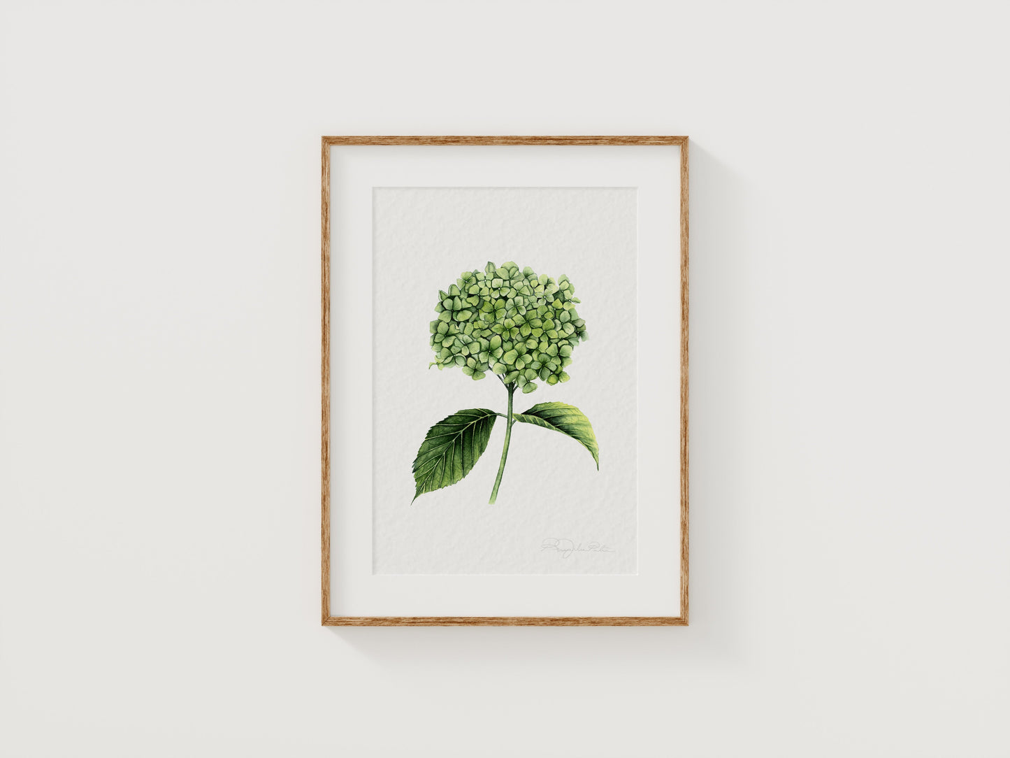 Hydrangea Fine Art Print