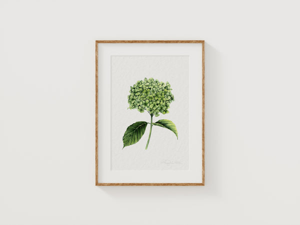 Hydrangea Fine Art Print