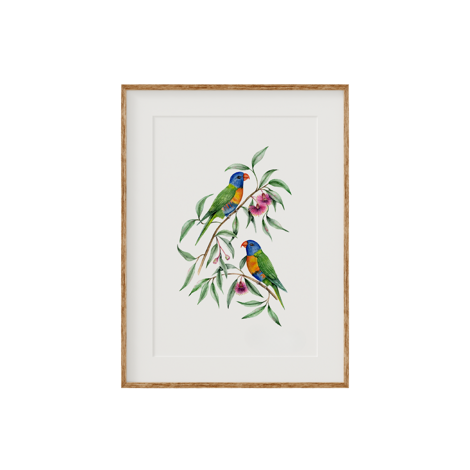 Rainbow Lorikeet Birds Fine Art Print