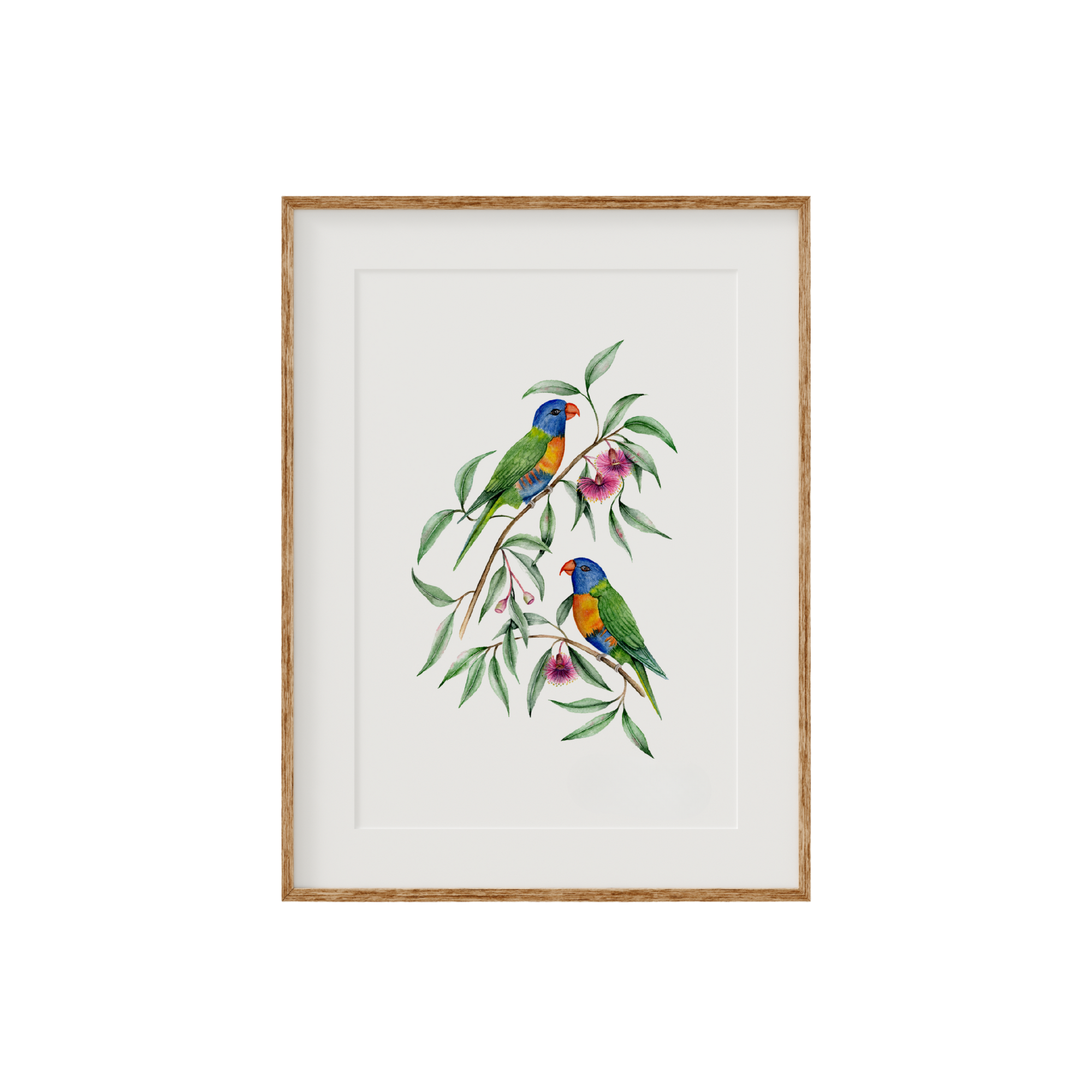 Rainbow Lorikeet Birds Fine Art Print