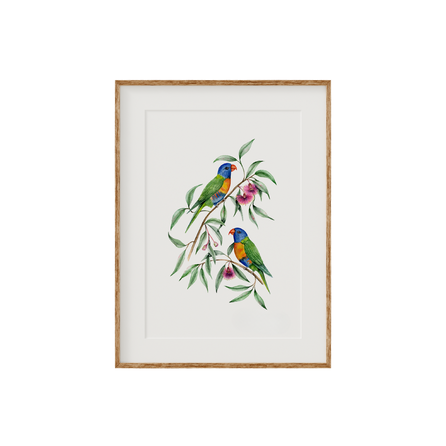 Rainbow Lorikeet Birds Fine Art Print