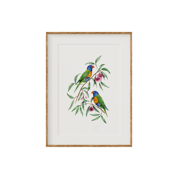 Rainbow Lorikeet Birds Fine Art Print