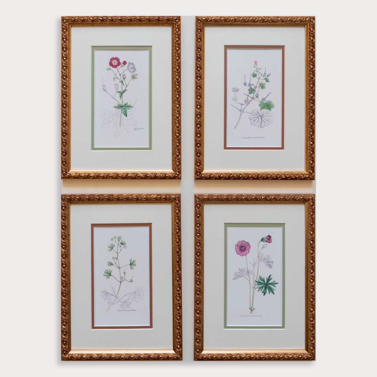 The Geraniums Artwork