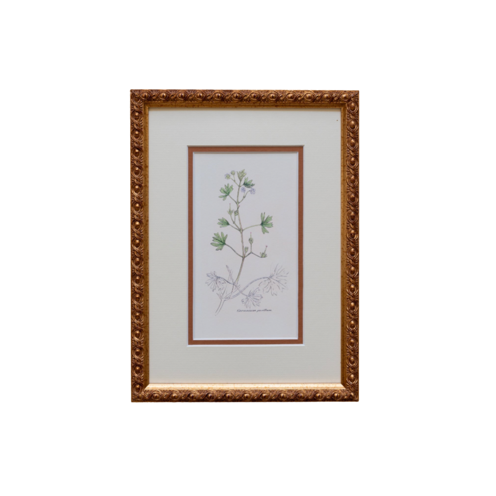 The Geraniums Artwork