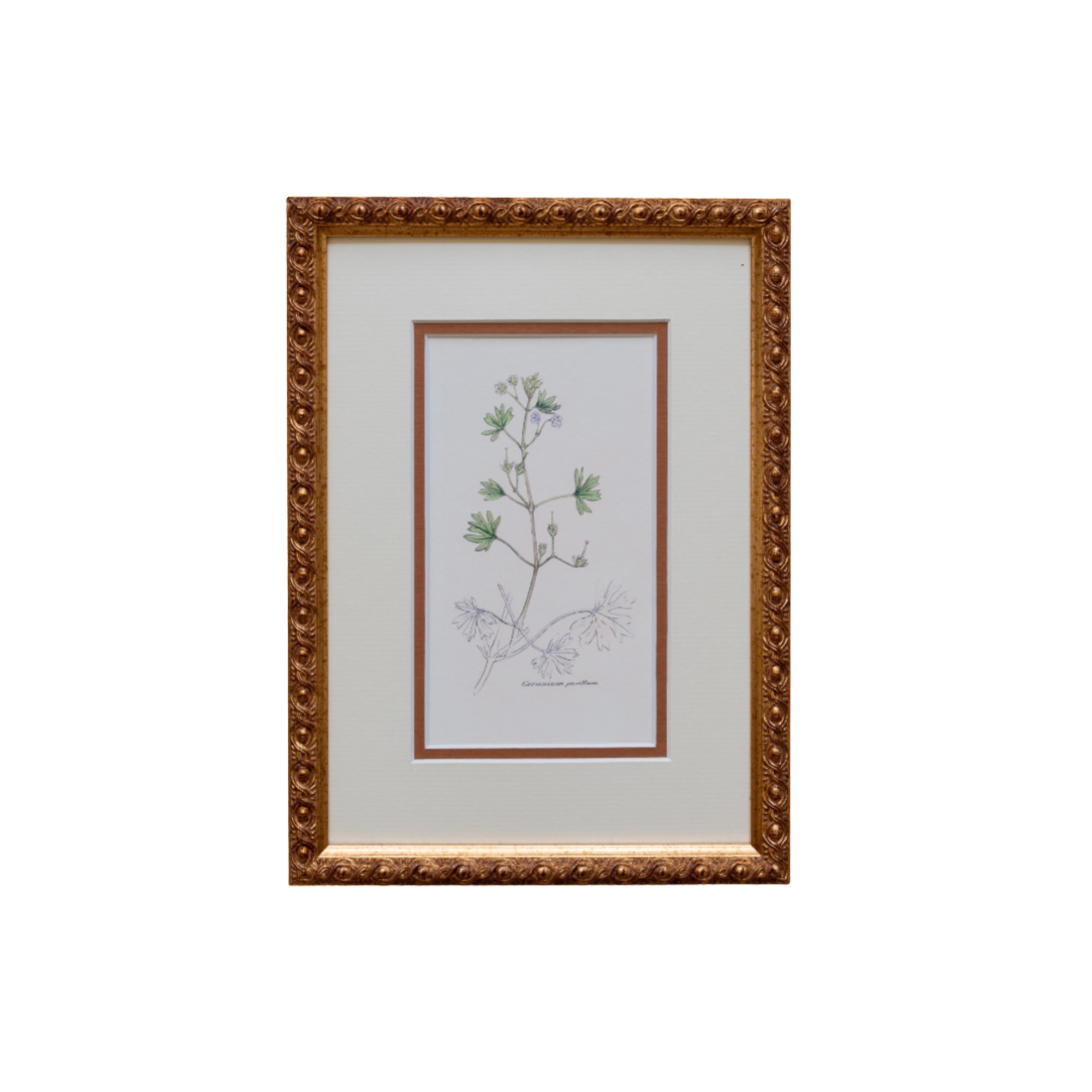 The Geraniums Artwork
