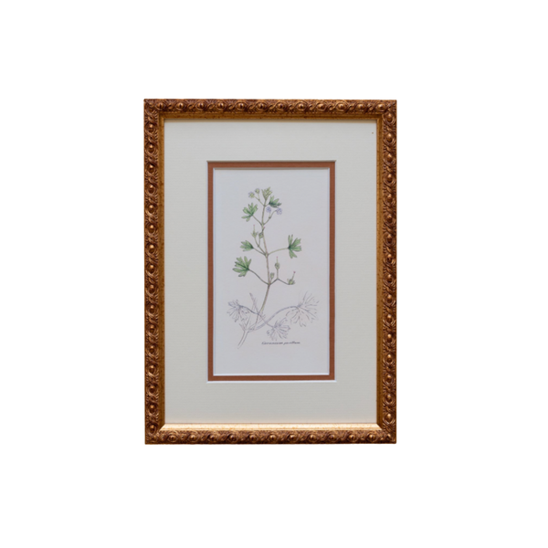 The Geraniums Artwork