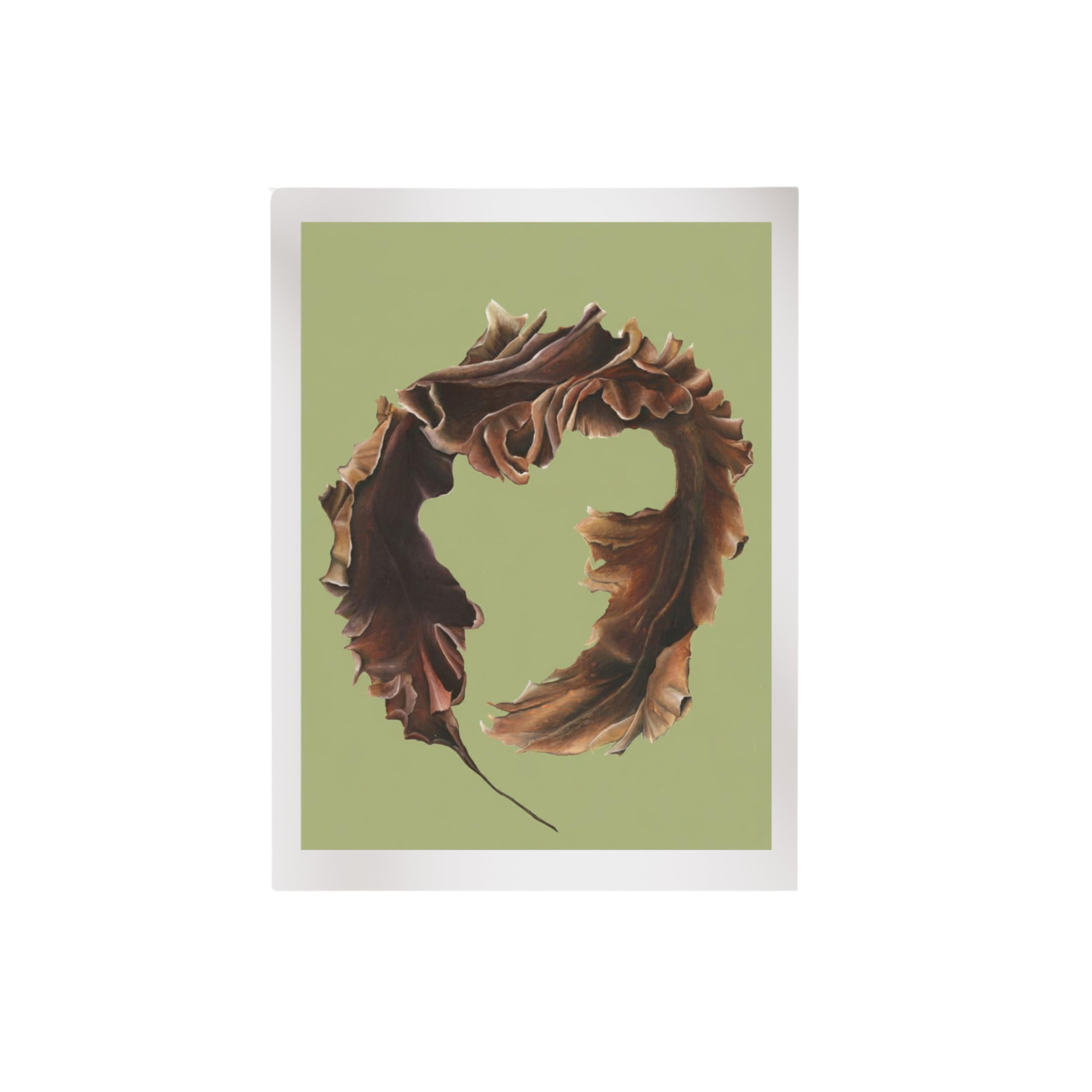 Sugar Kelp Fine Art Print