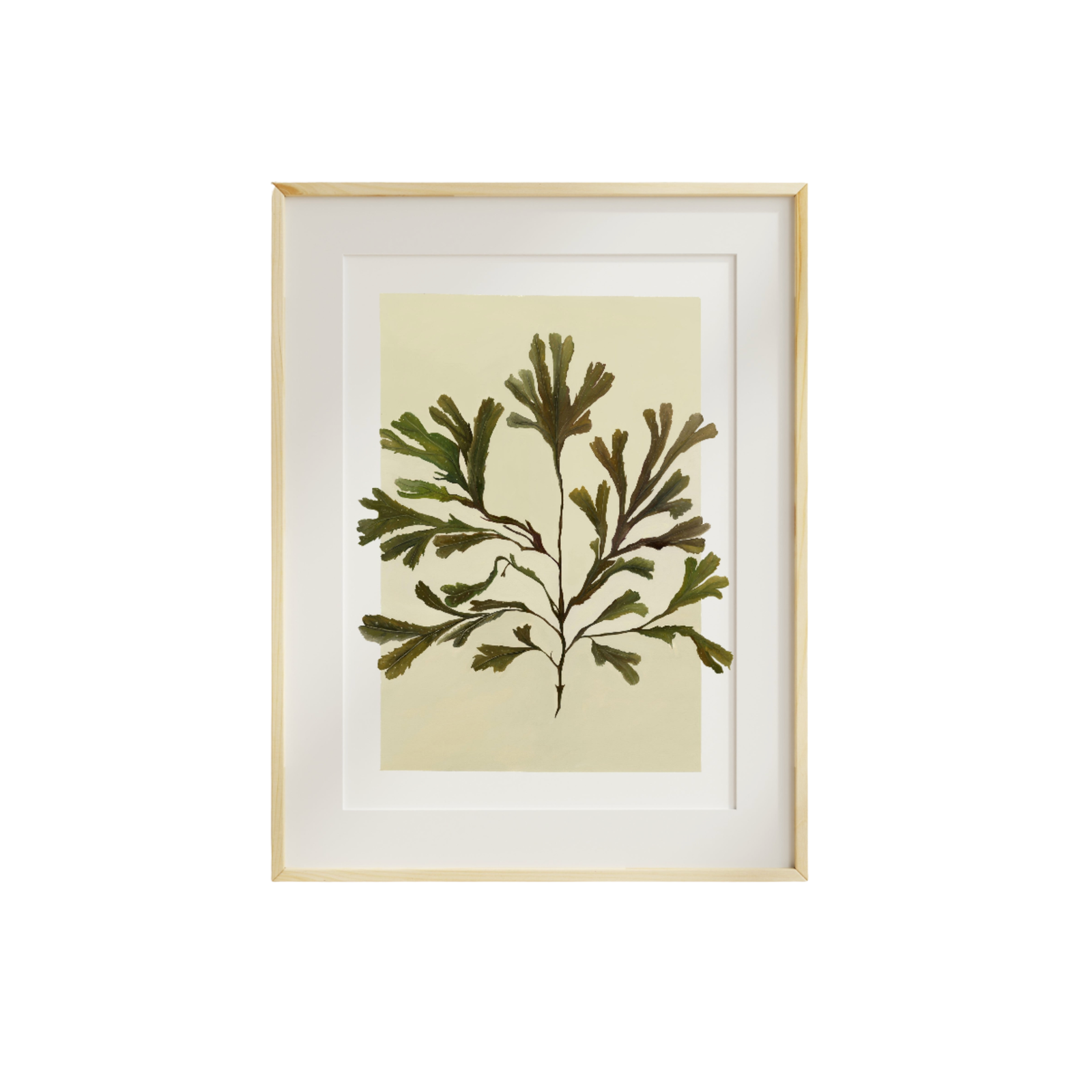 Serated Wrack Fine Art Print