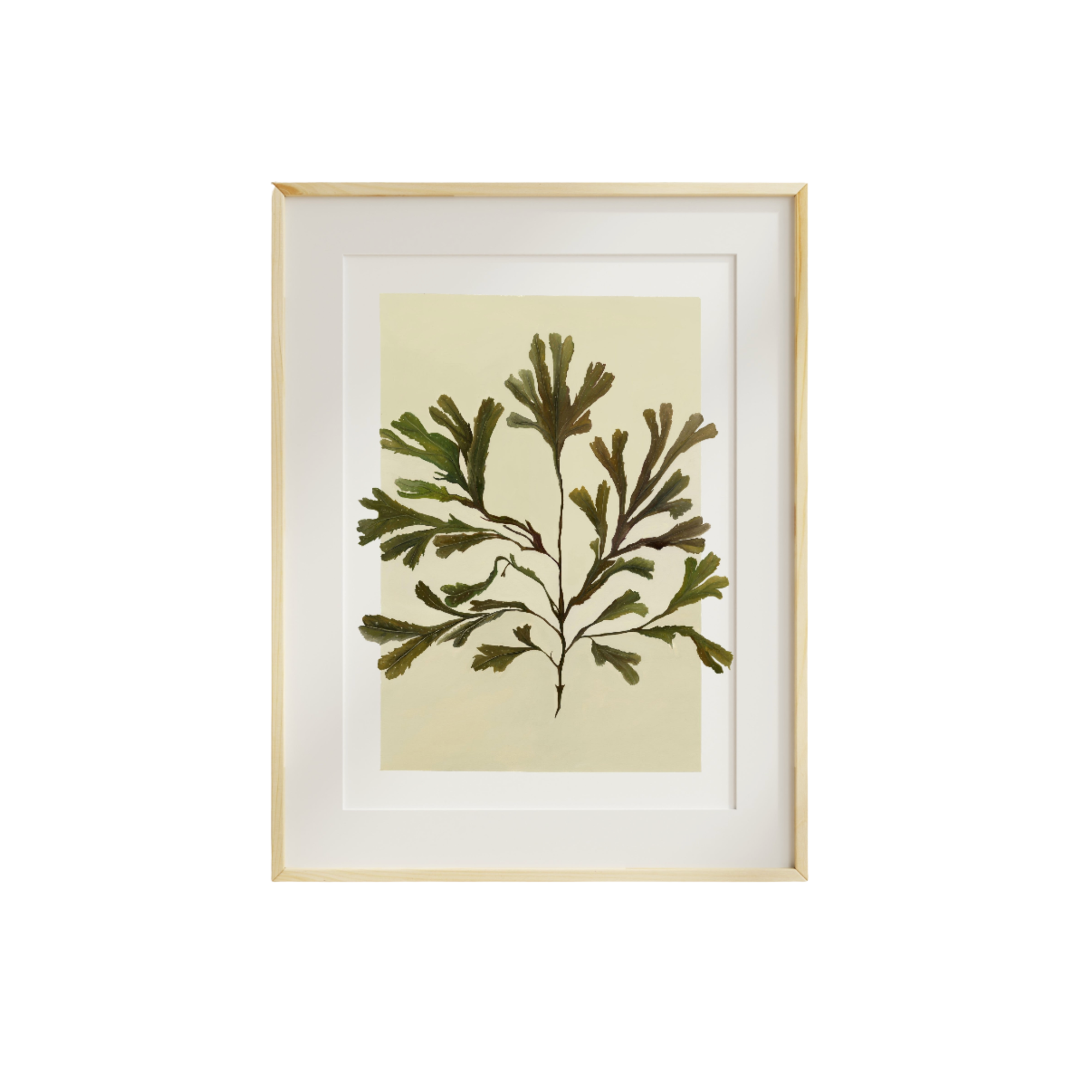Serated Wrack Fine Art Print
