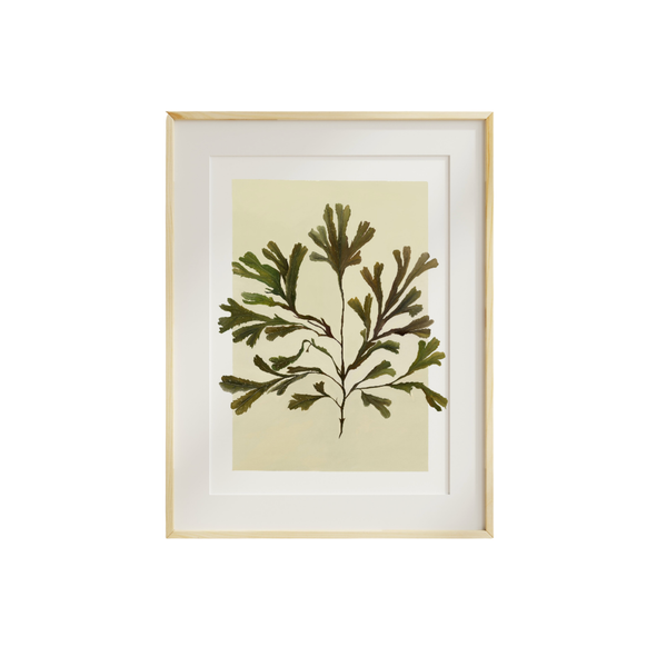 Serated Wrack Fine Art Print