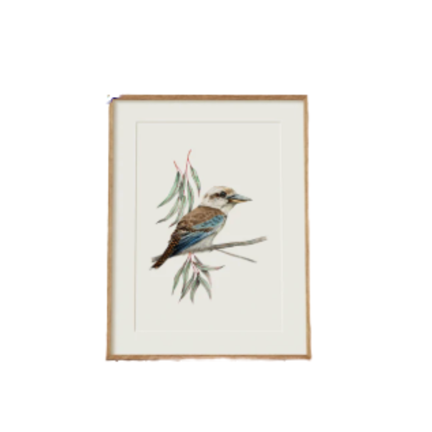 Kookaburra Bird Fine Art Print