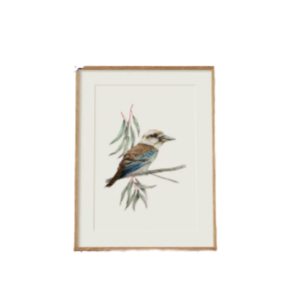 Kookaburra Bird Fine Art Print