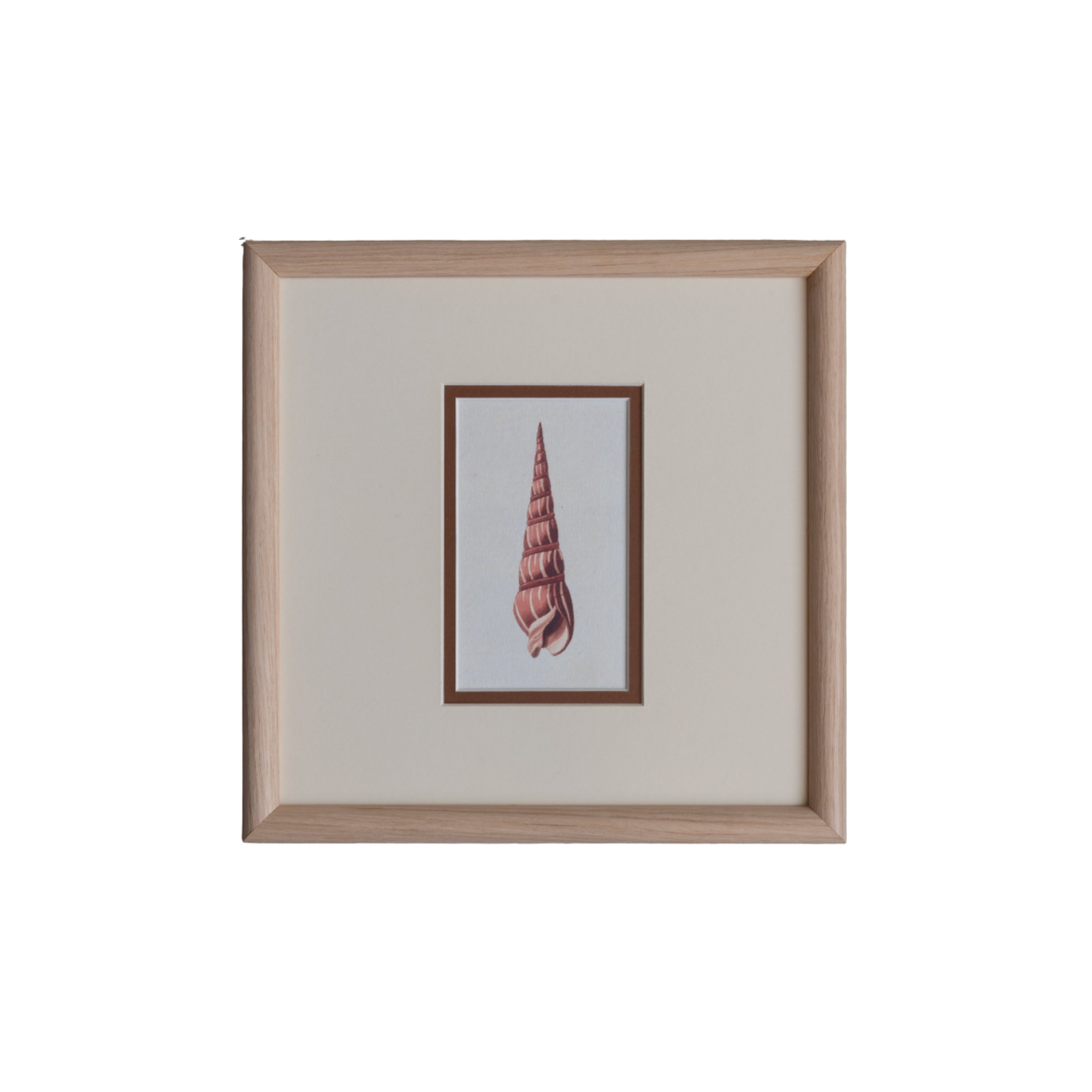 The Shells Artwork