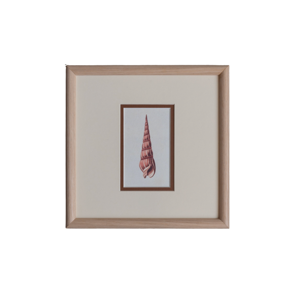 The Shells Artwork