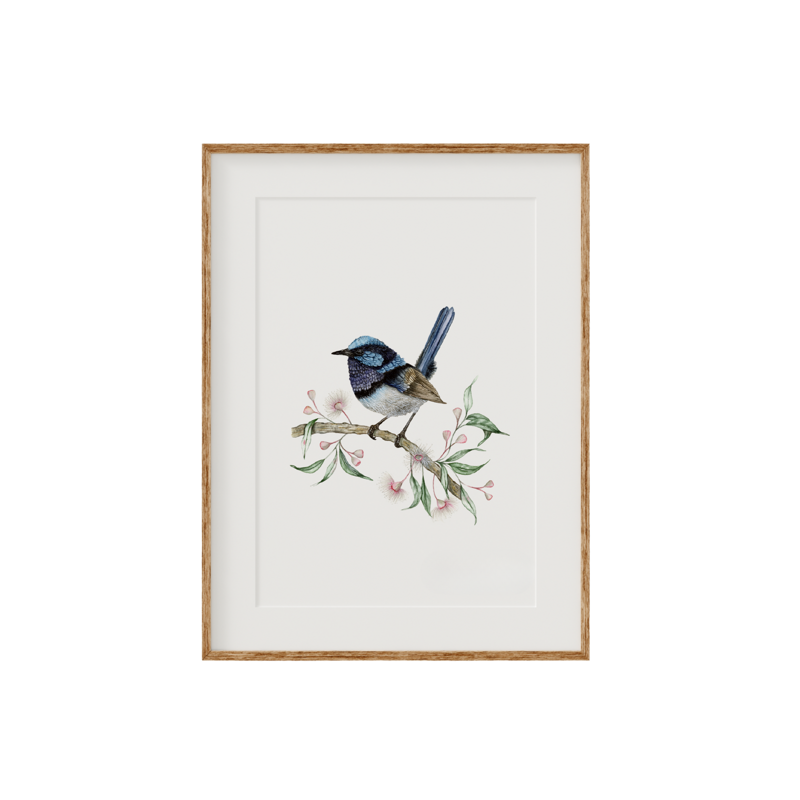 Superb Fairywren Bird Fine Art Print