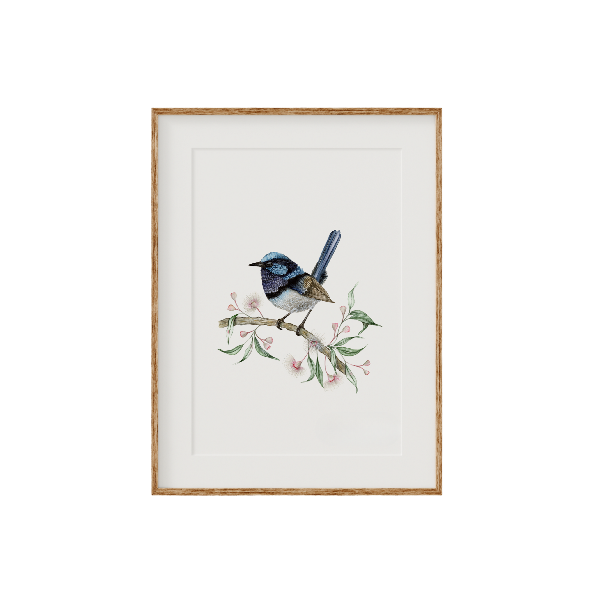Superb Fairywren Bird Fine Art Print