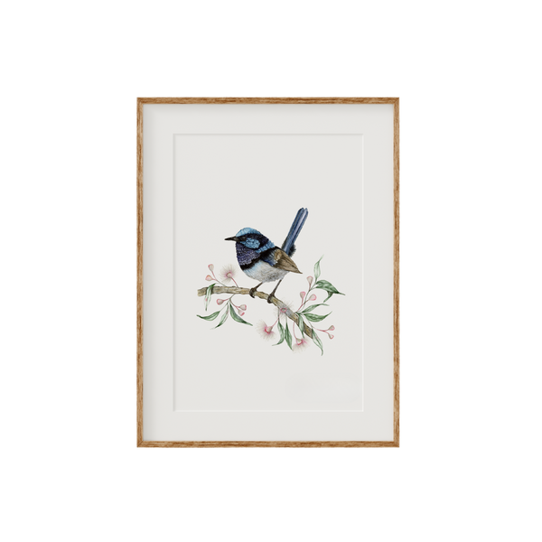 Superb Fairywren Bird Fine Art Print