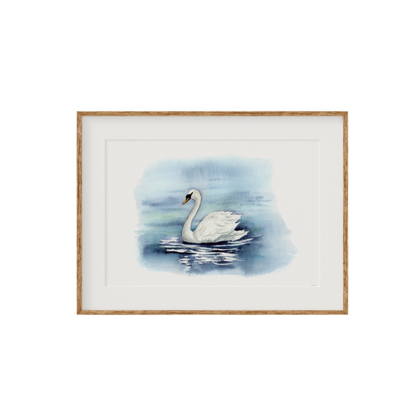 Swan Fine Art Print